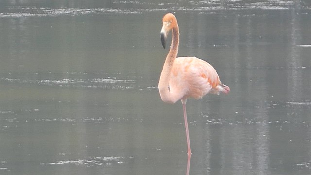 American Flamingo - ML608676891