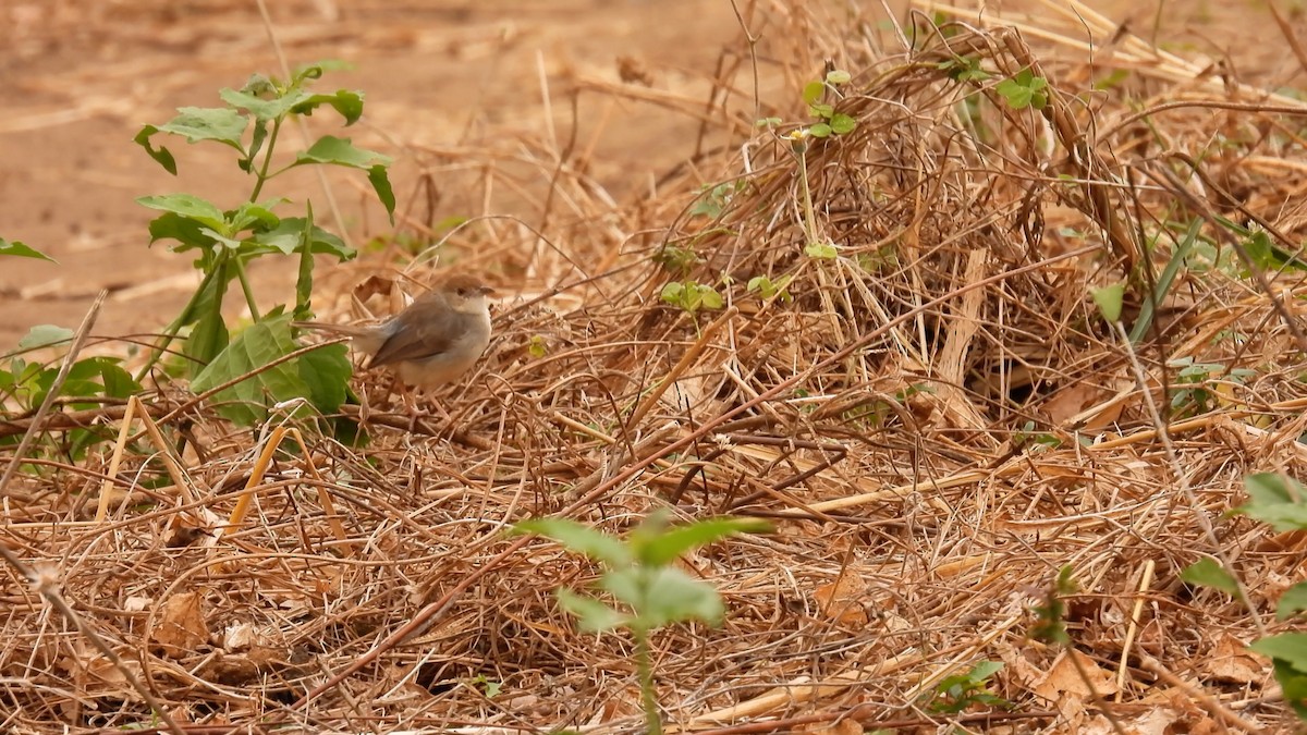 Bubbling Cisticola - ML608676898