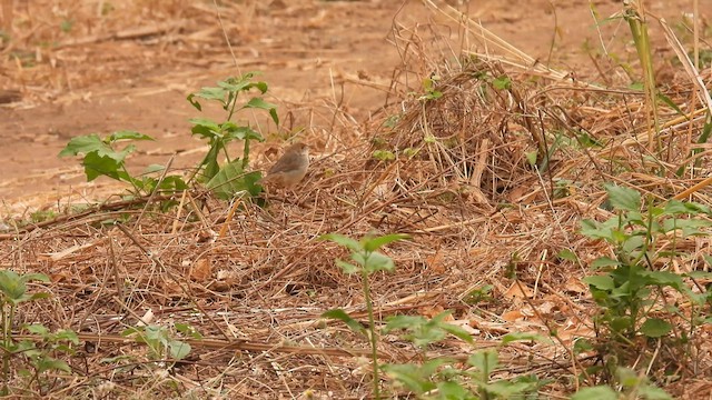 Bubbling Cisticola - ML608676902