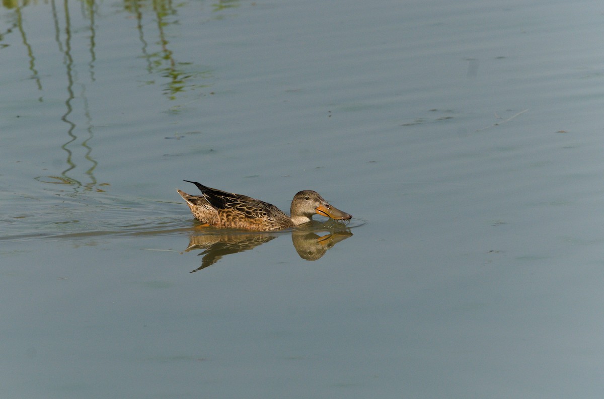 Northern Shoveler - ML608676930