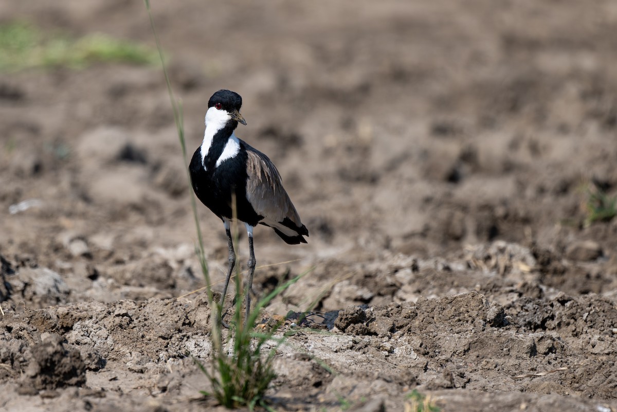 Spur-winged Lapwing - Holger Köhler