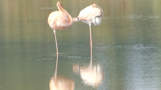 American Flamingo - ML608677122