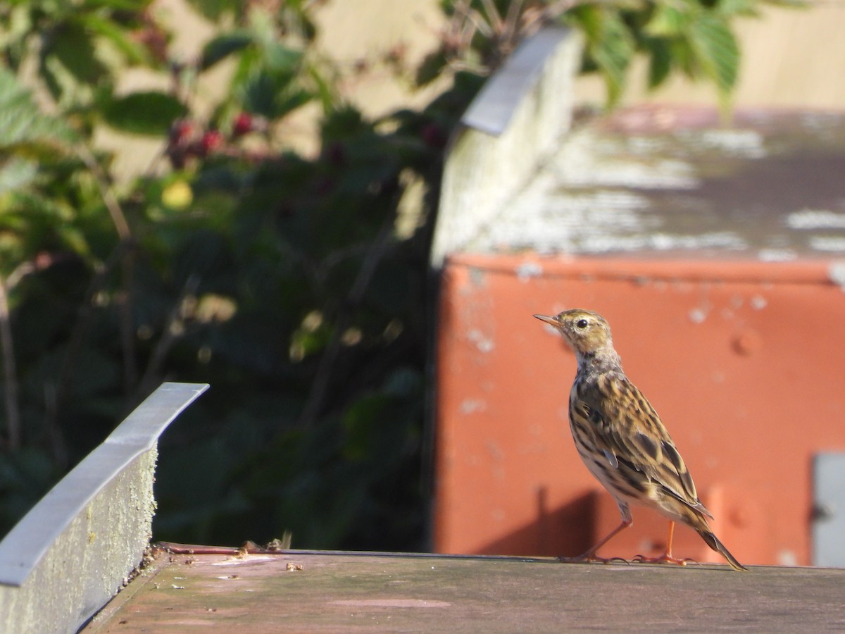 Meadow Pipit - ML608677131