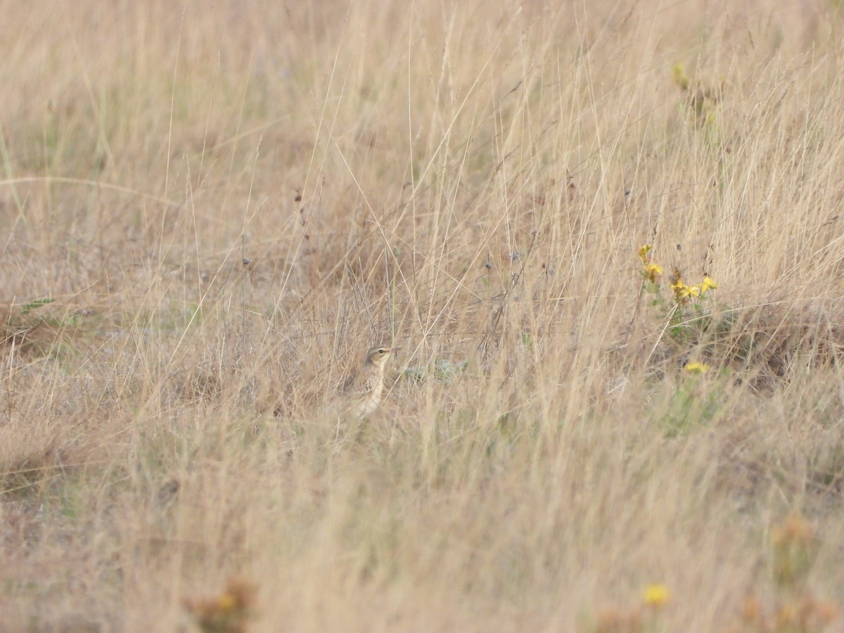 Tawny Pipit - ML608677142
