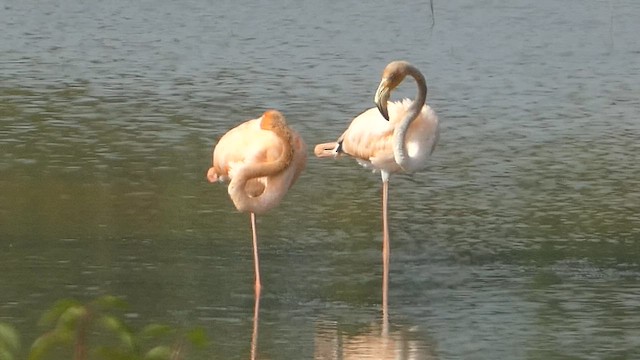 American Flamingo - ML608677143