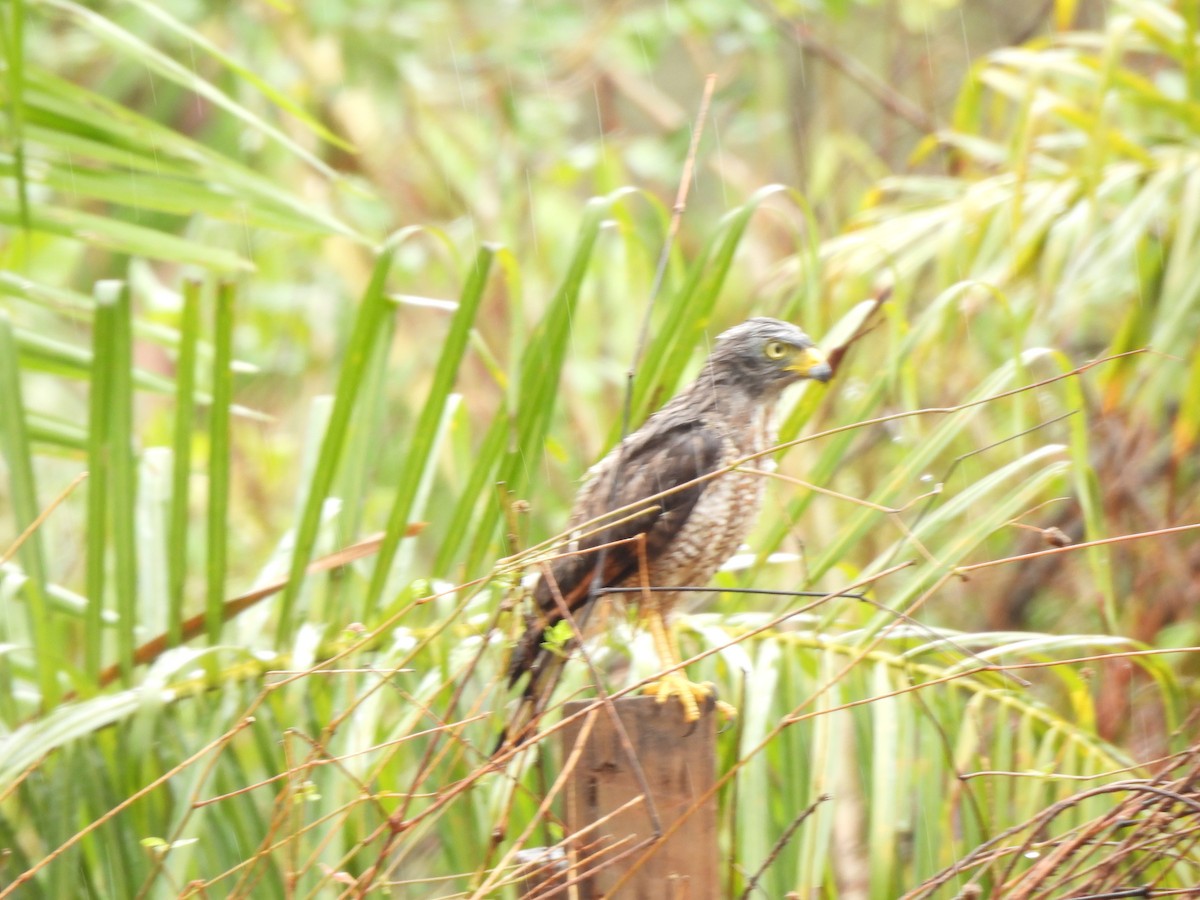 Roadside Hawk - ML608677147