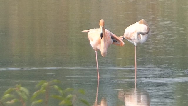 American Flamingo - ML608677150