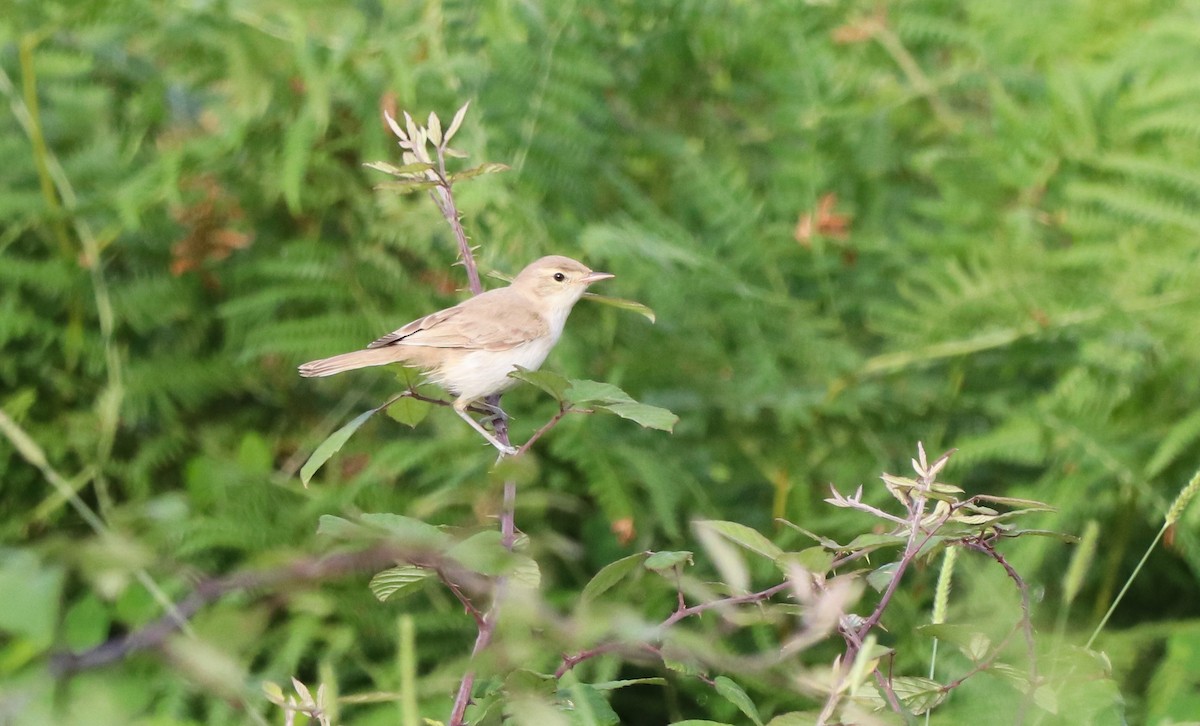 Booted Warbler - ML608677230