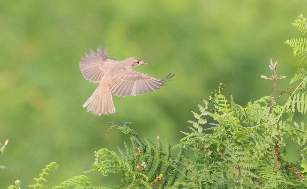 Booted Warbler - ML608677236