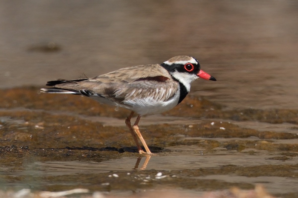 Black-fronted Dotterel - ML608677375