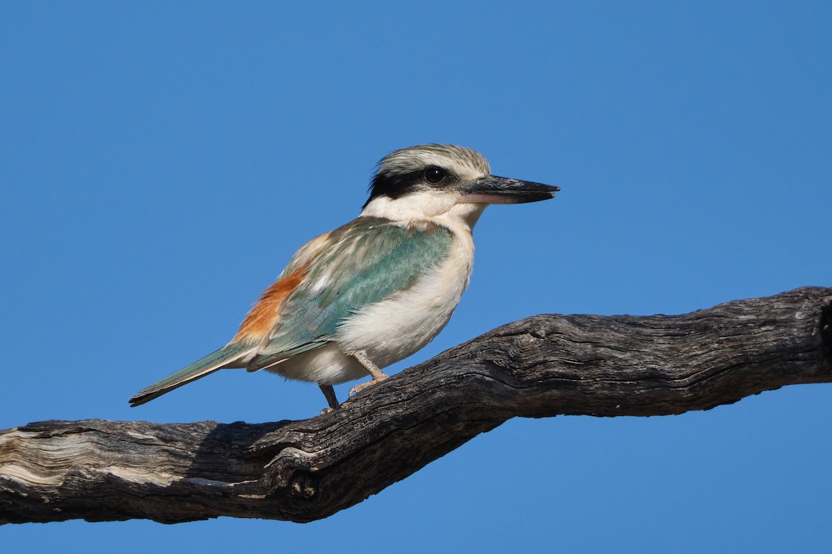 Red-backed Kingfisher - jessie lewin