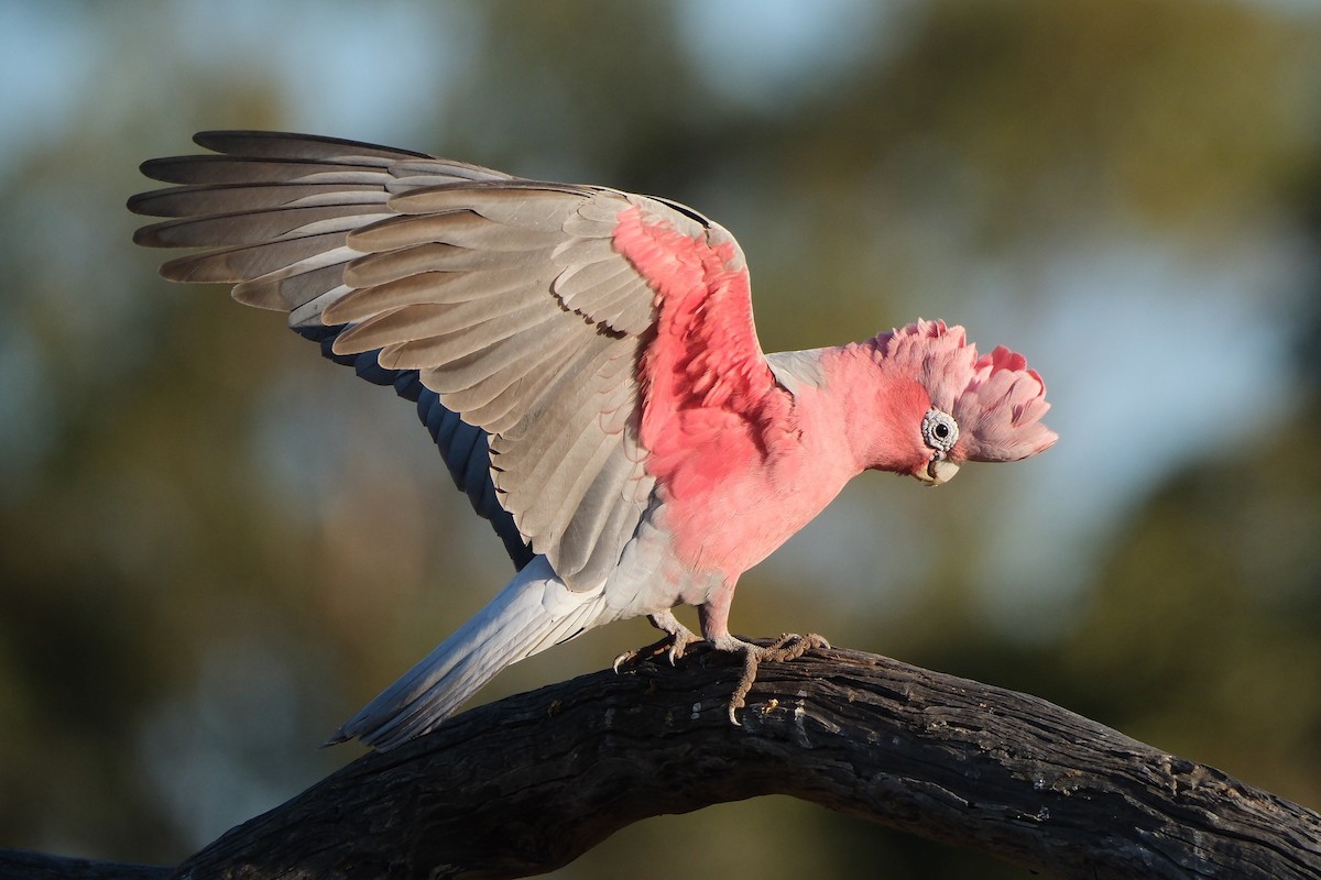 Galah - ML608677397