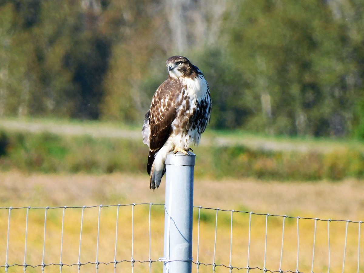 Red-tailed Hawk - Denis Robert