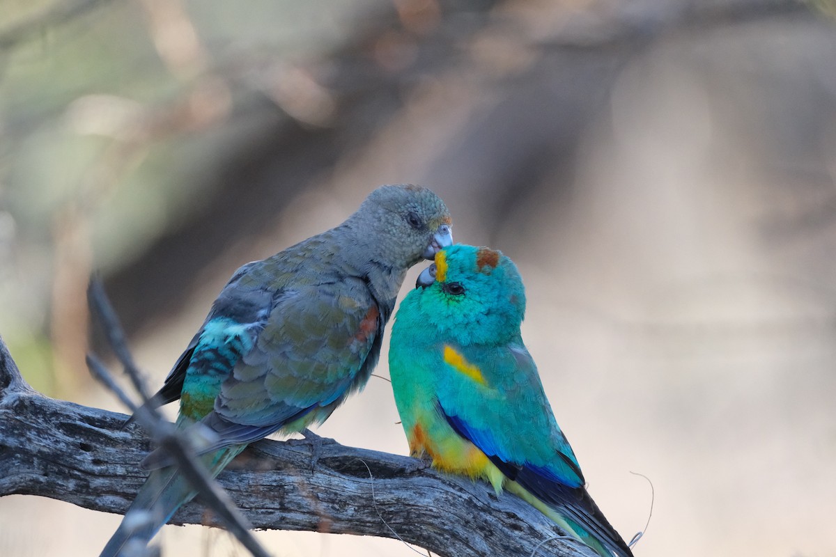 Mulga Parrot - ML608677419