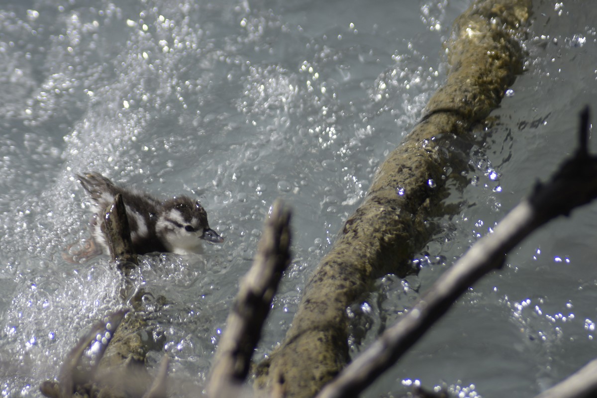 Torrent Duck - Santiago Bolarte