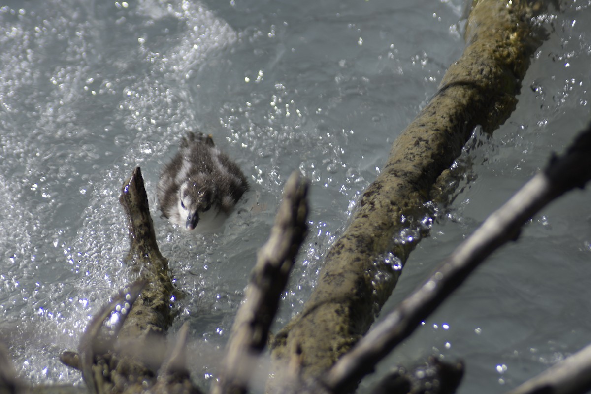 Torrent Duck - Santiago Bolarte