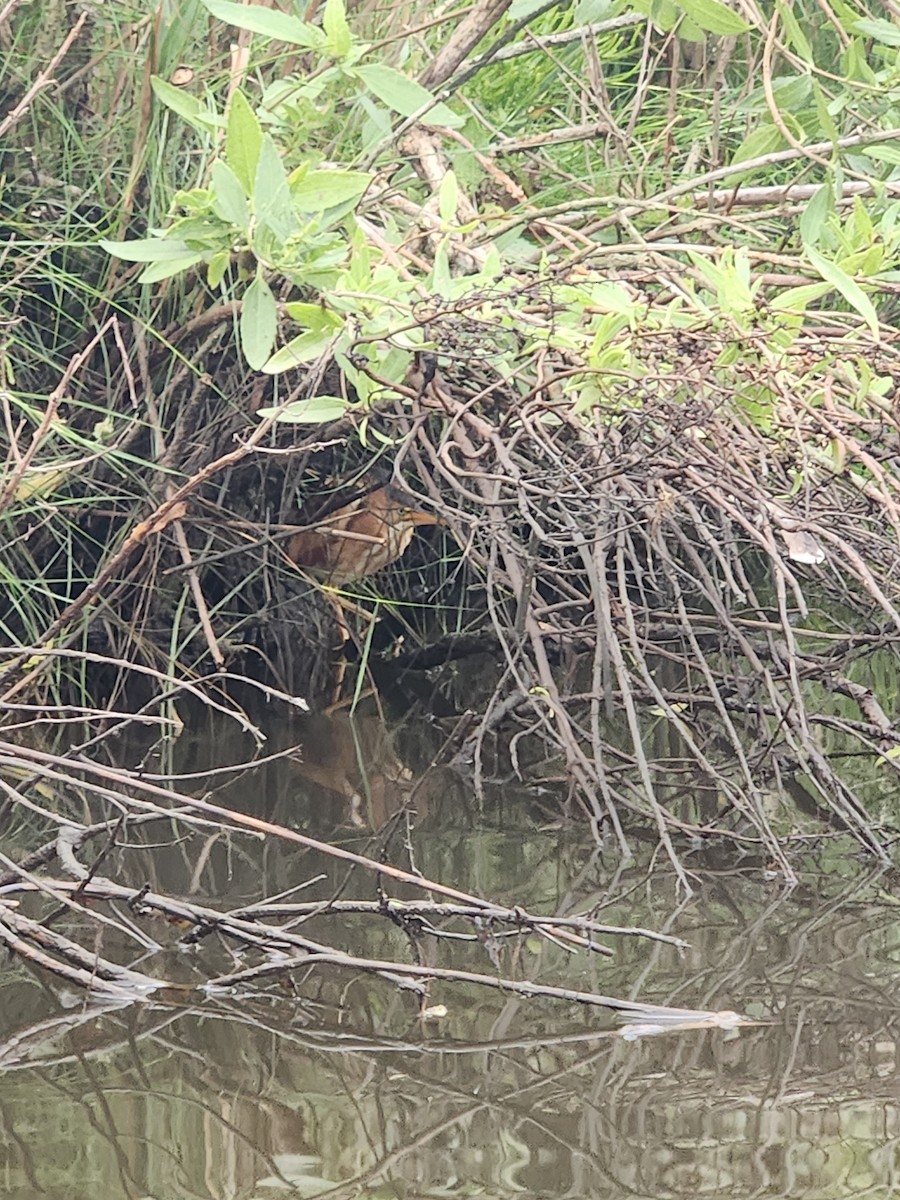 Least Bittern - ML608677603