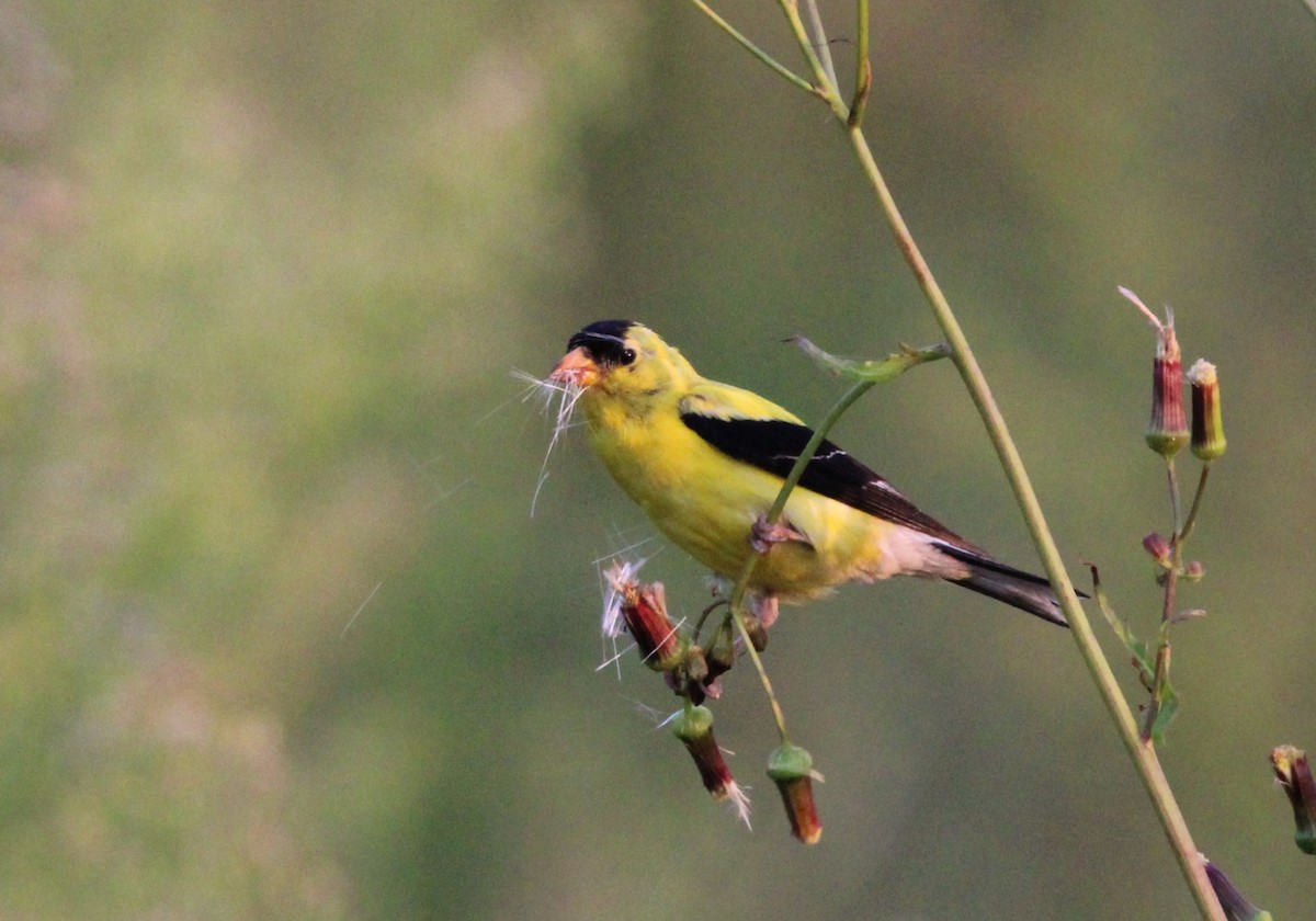 American Goldfinch - ML608677622