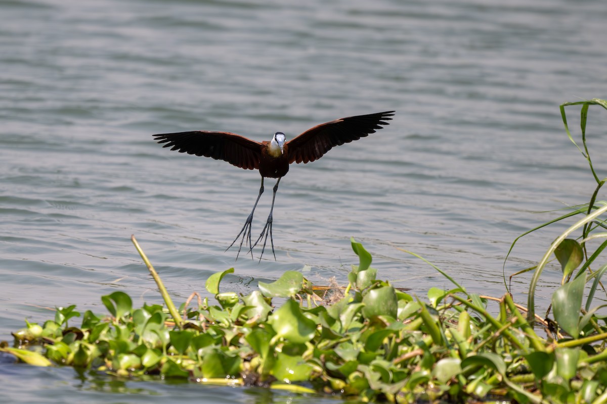 African Jacana - ML608677763