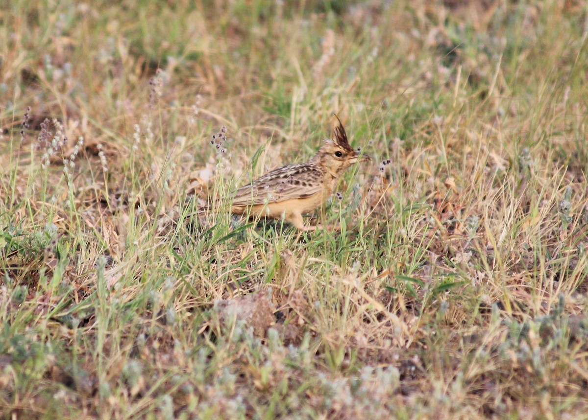 Tawny Lark - Dheyay Sevak