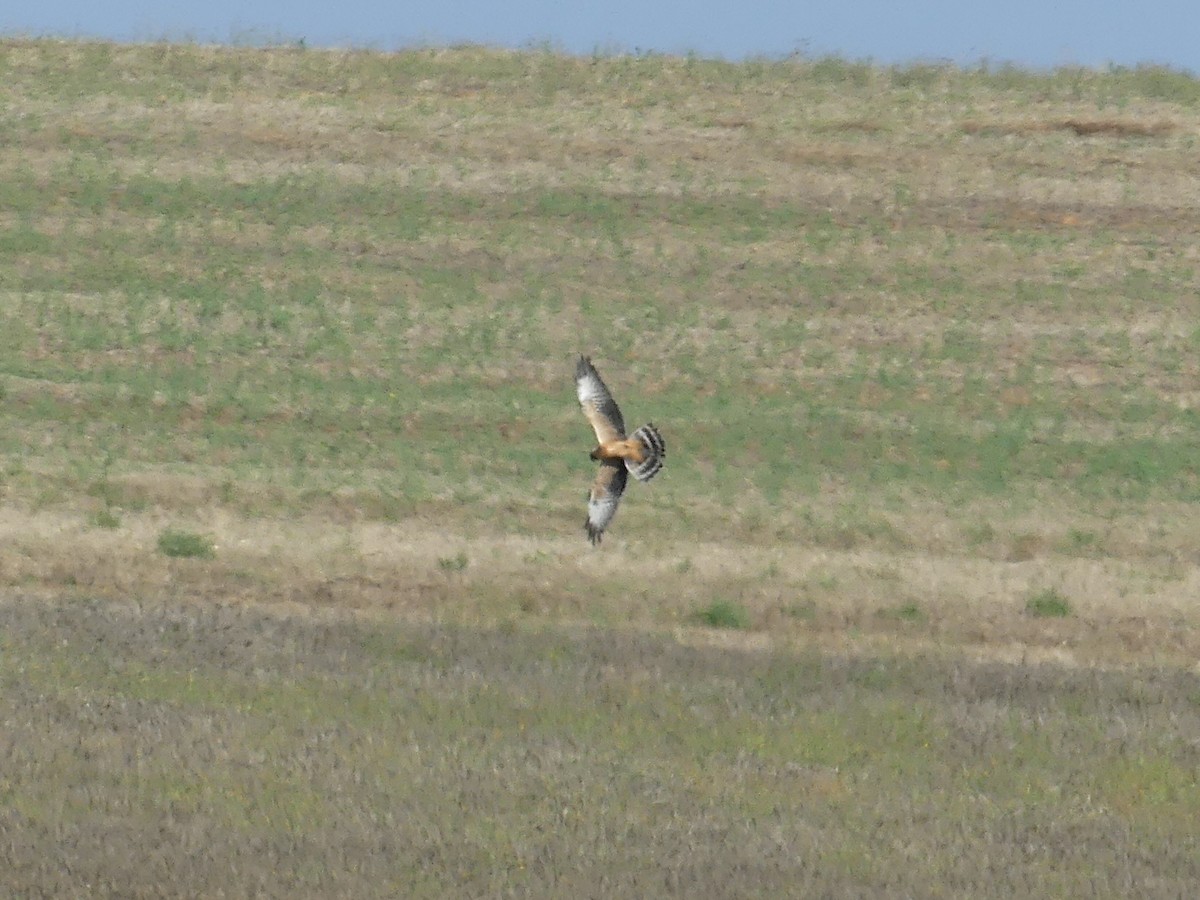 Montagu's Harrier - ML608677917