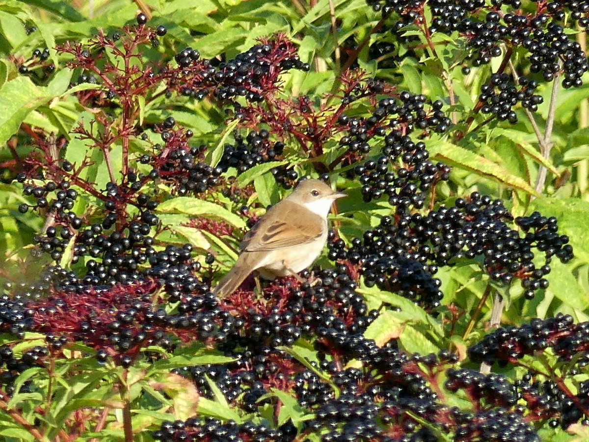 Greater Whitethroat - ML608677938