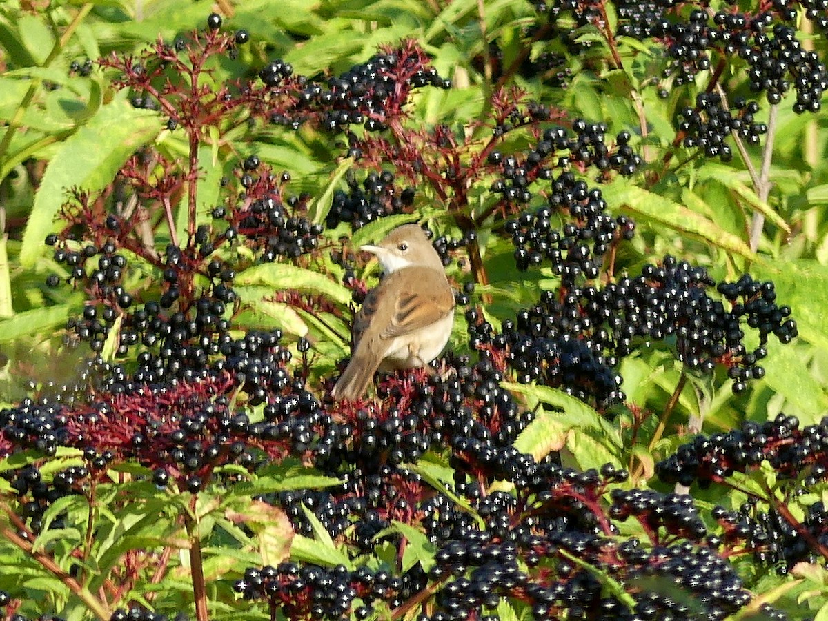 Greater Whitethroat - ML608677940
