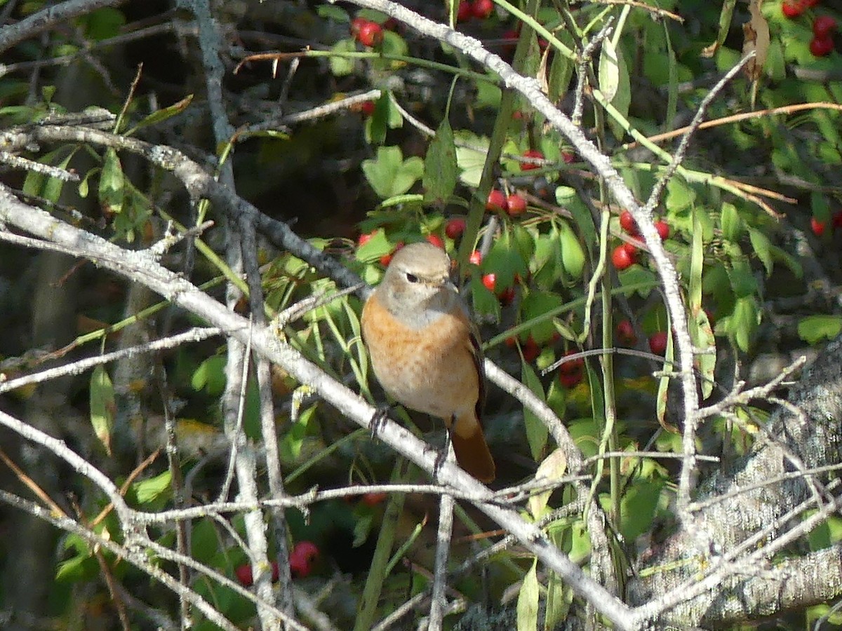 Common Redstart - ML608677986