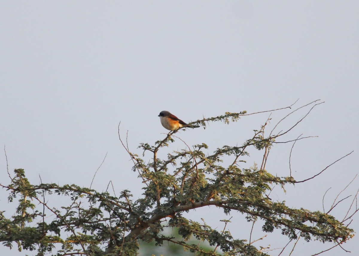 Bay-backed Shrike - Dheyay Sevak