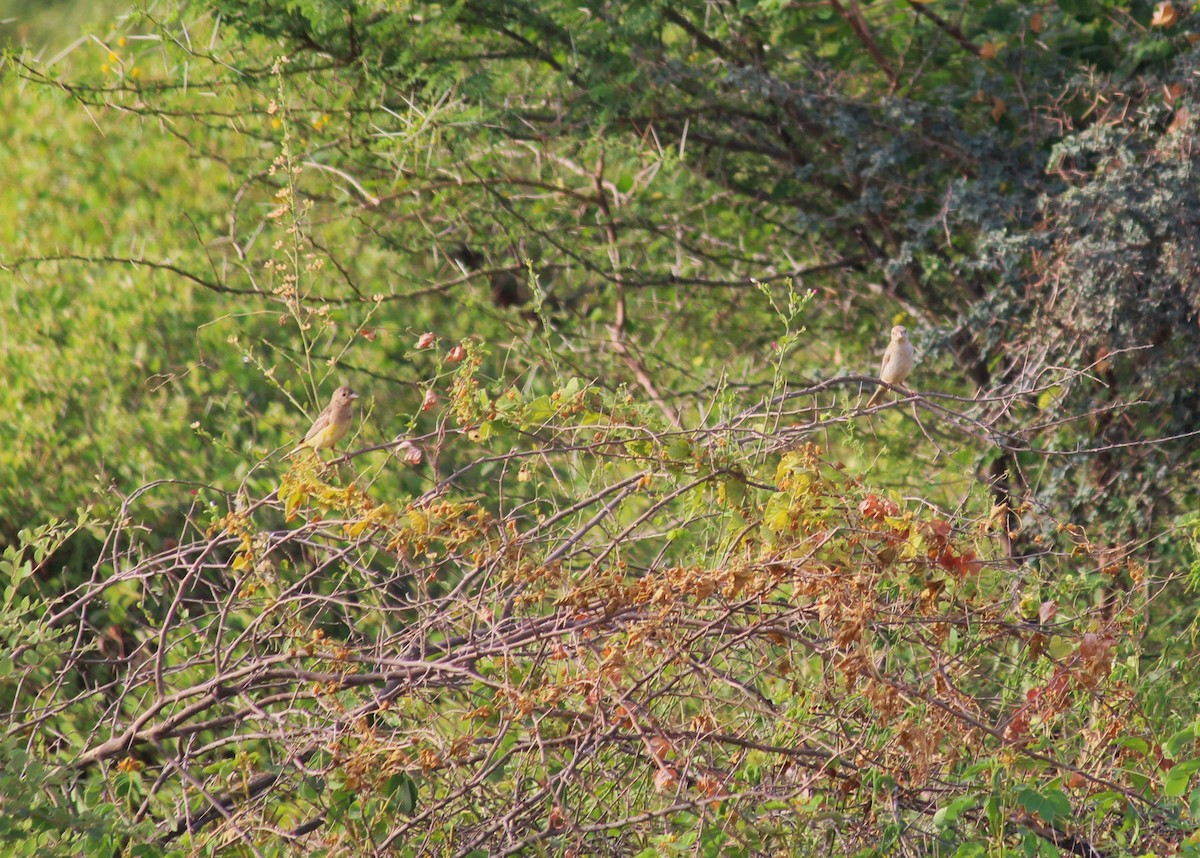 Red-headed Bunting - Dheyay Sevak