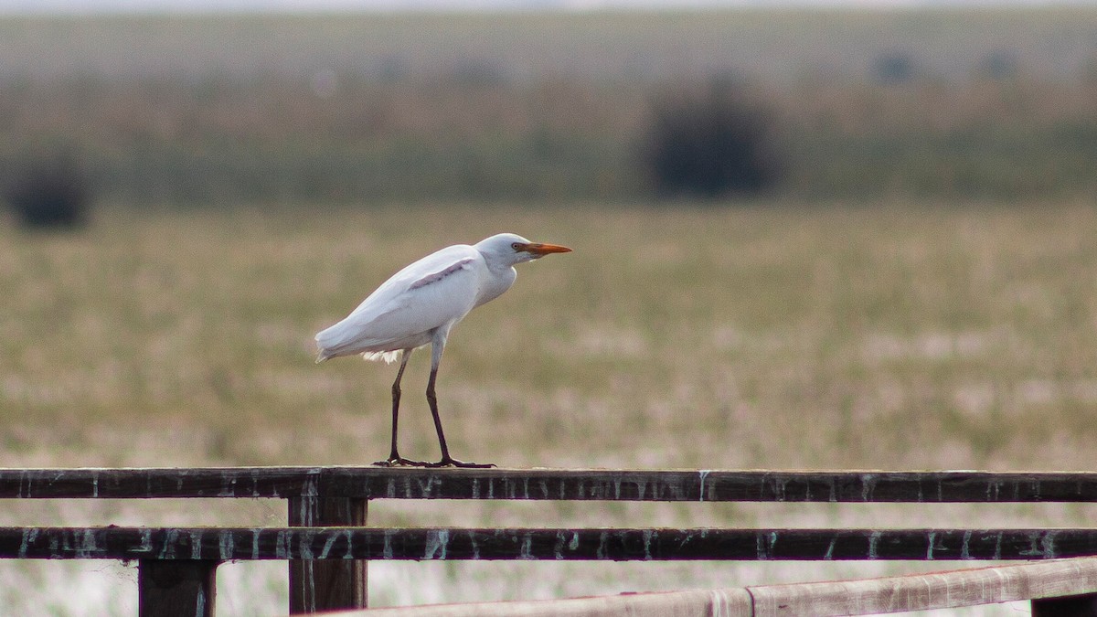 Western Cattle Egret - ML608678212