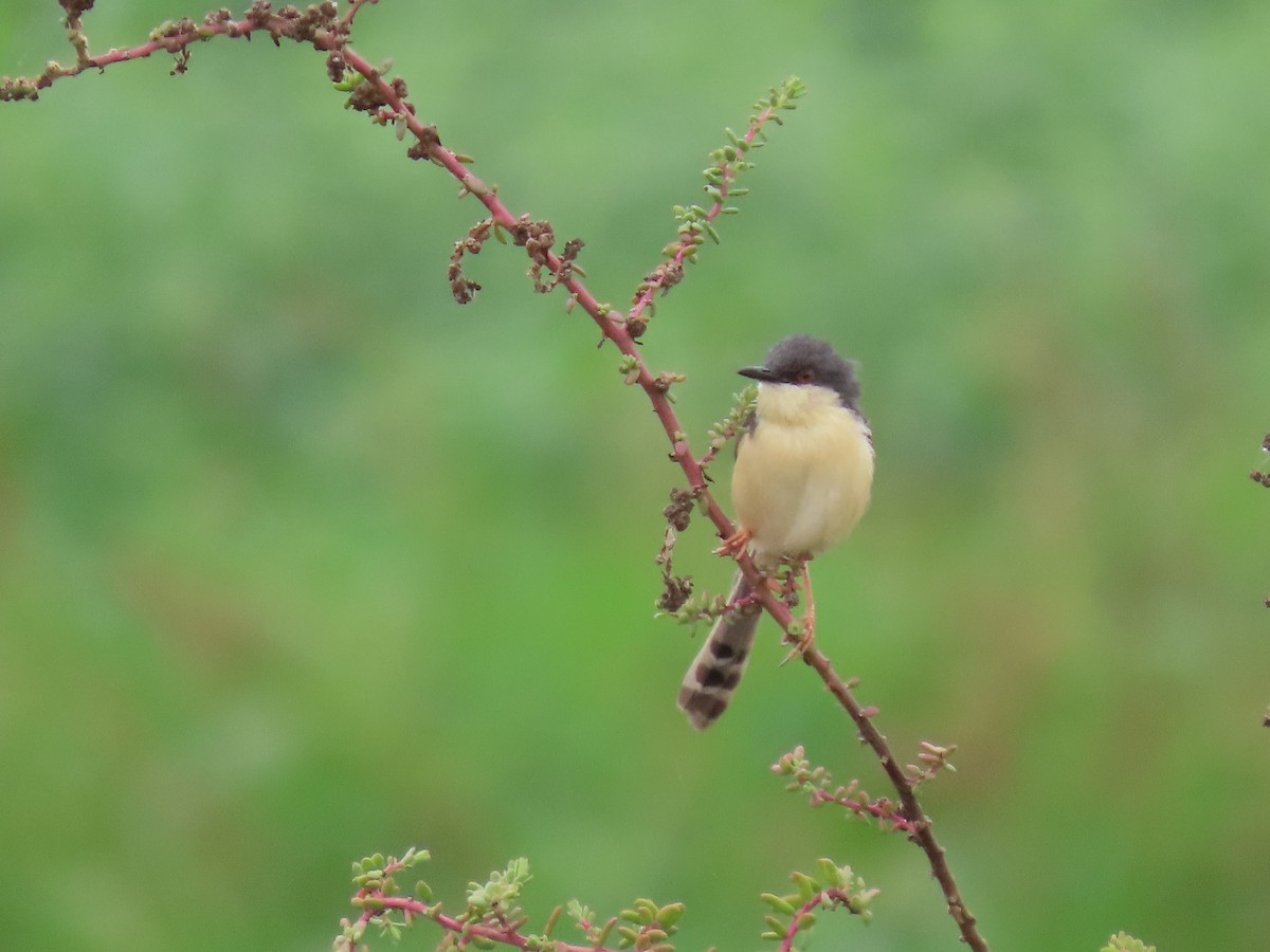 Ashy Prinia - ML608678272