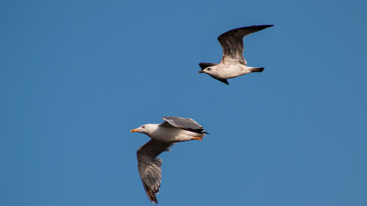 Yellow-legged Gull - ML608678286