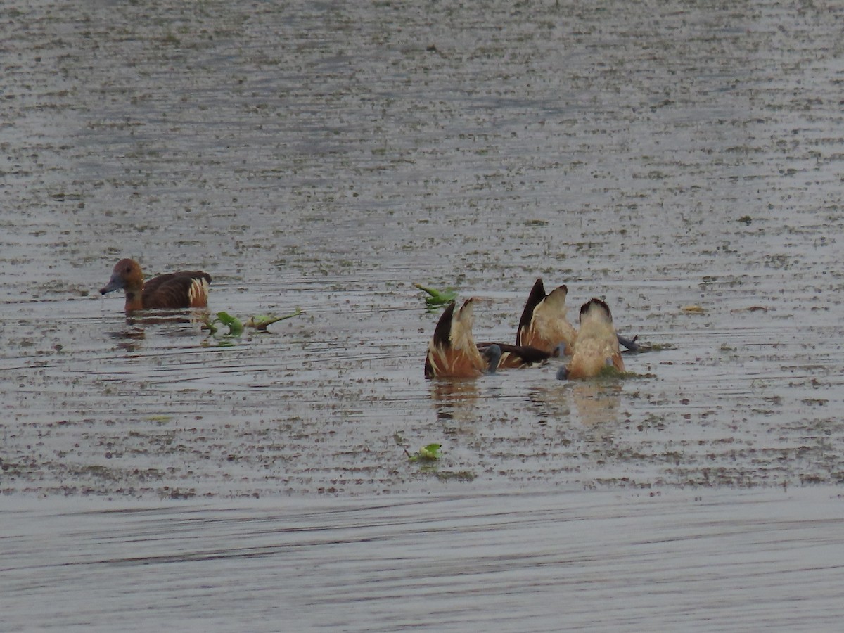 Fulvous Whistling-Duck - ML608678329