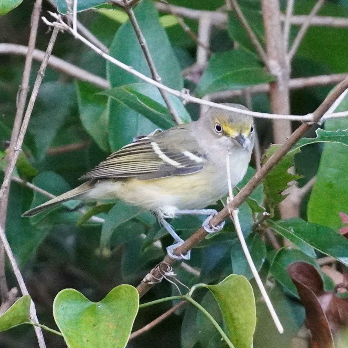 Ak Gözlü Vireo - ML608678352