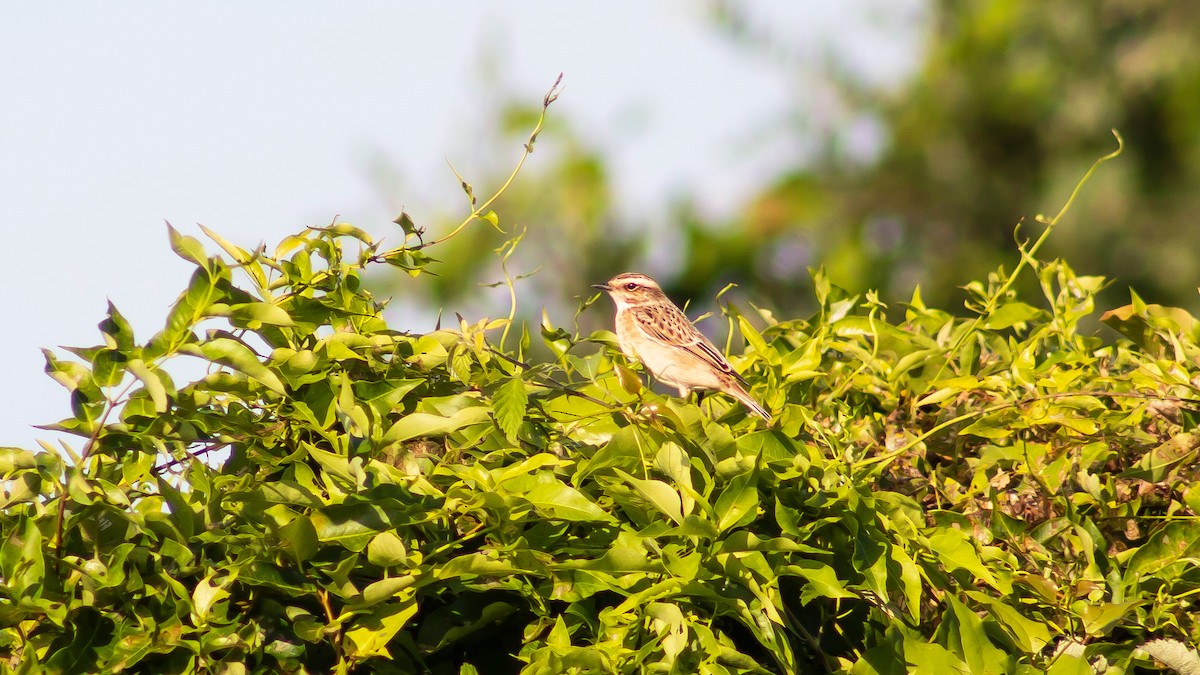 Whinchat - ML608678419