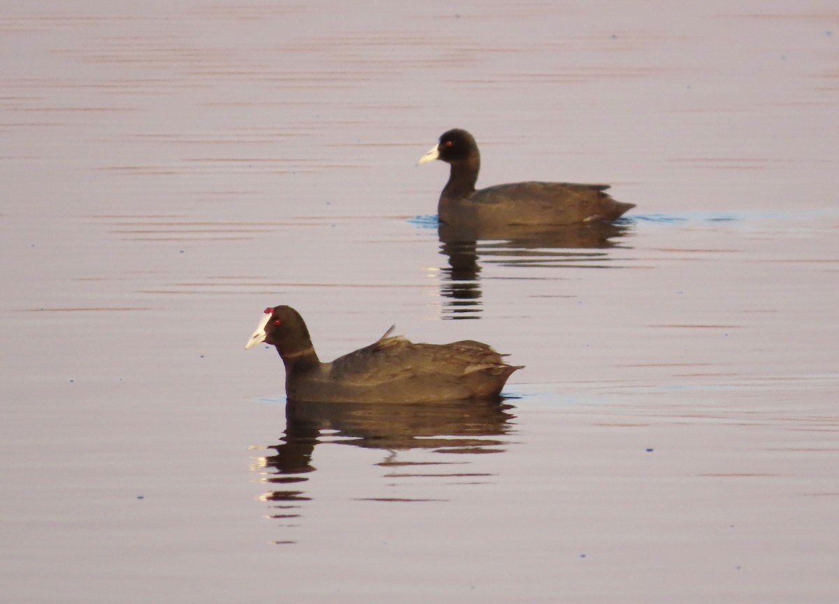 Red-knobbed Coot - ML608678438