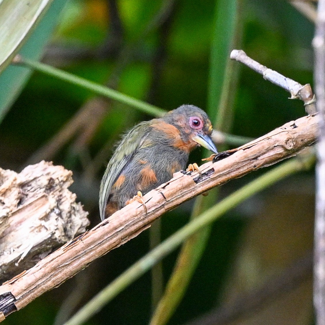 Rufous Piculet - ML608678450