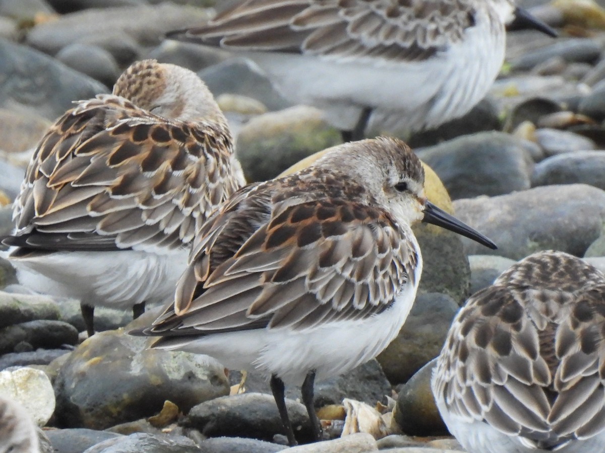 Western Sandpiper - ML608678469