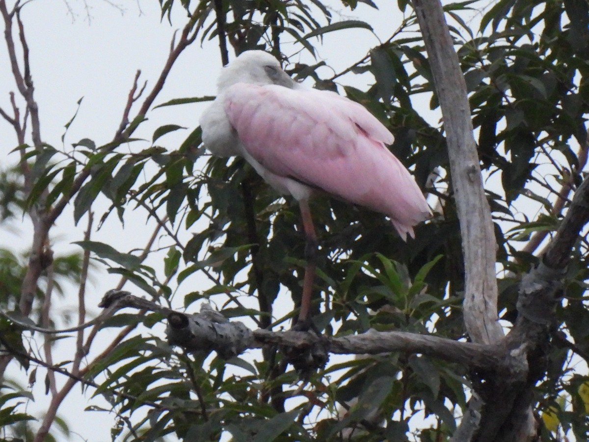 Roseate Spoonbill - ML608678495