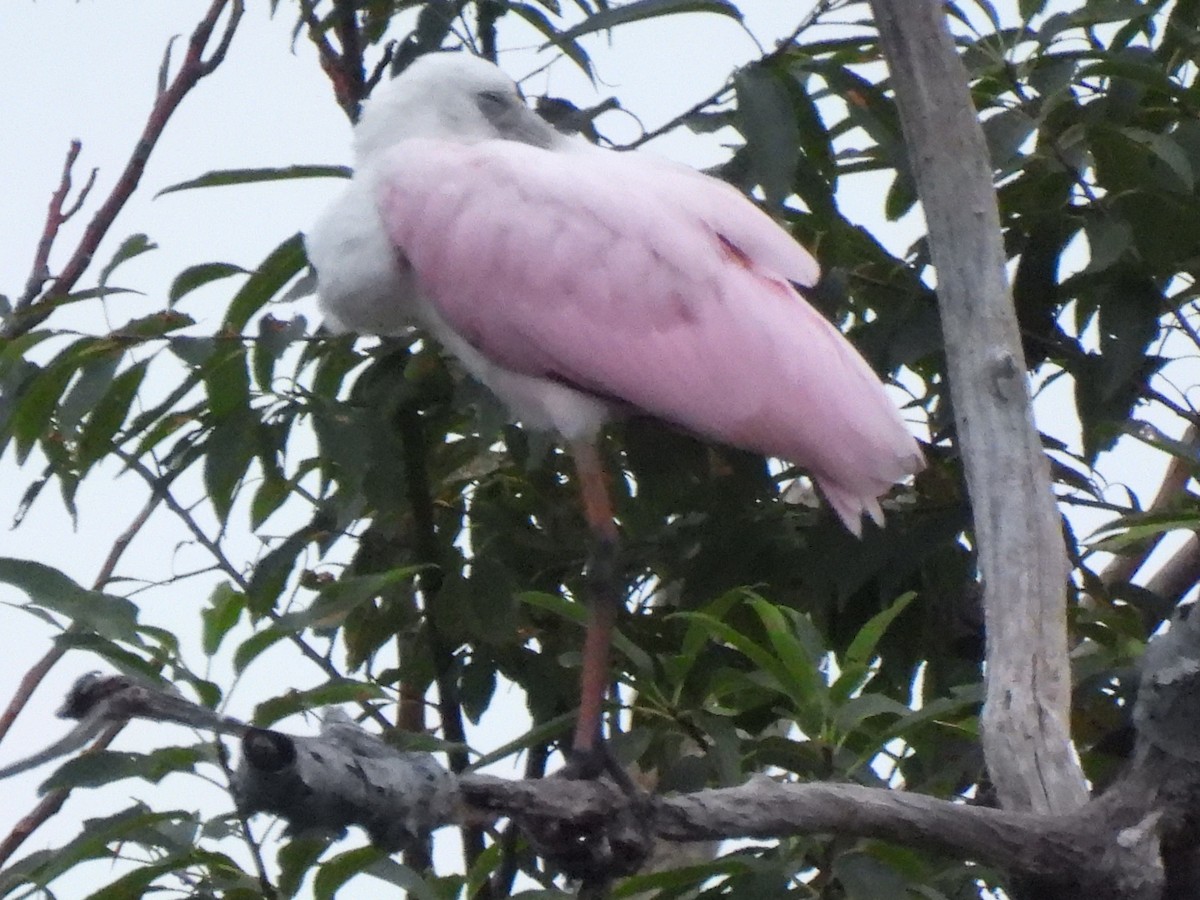 Roseate Spoonbill - ML608678496