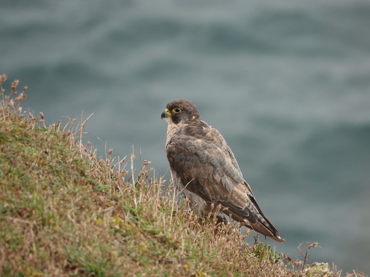 Peregrine Falcon - ML608678556