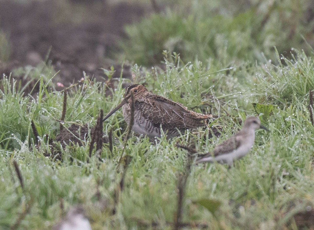 Wilson's Snipe - ML608678561