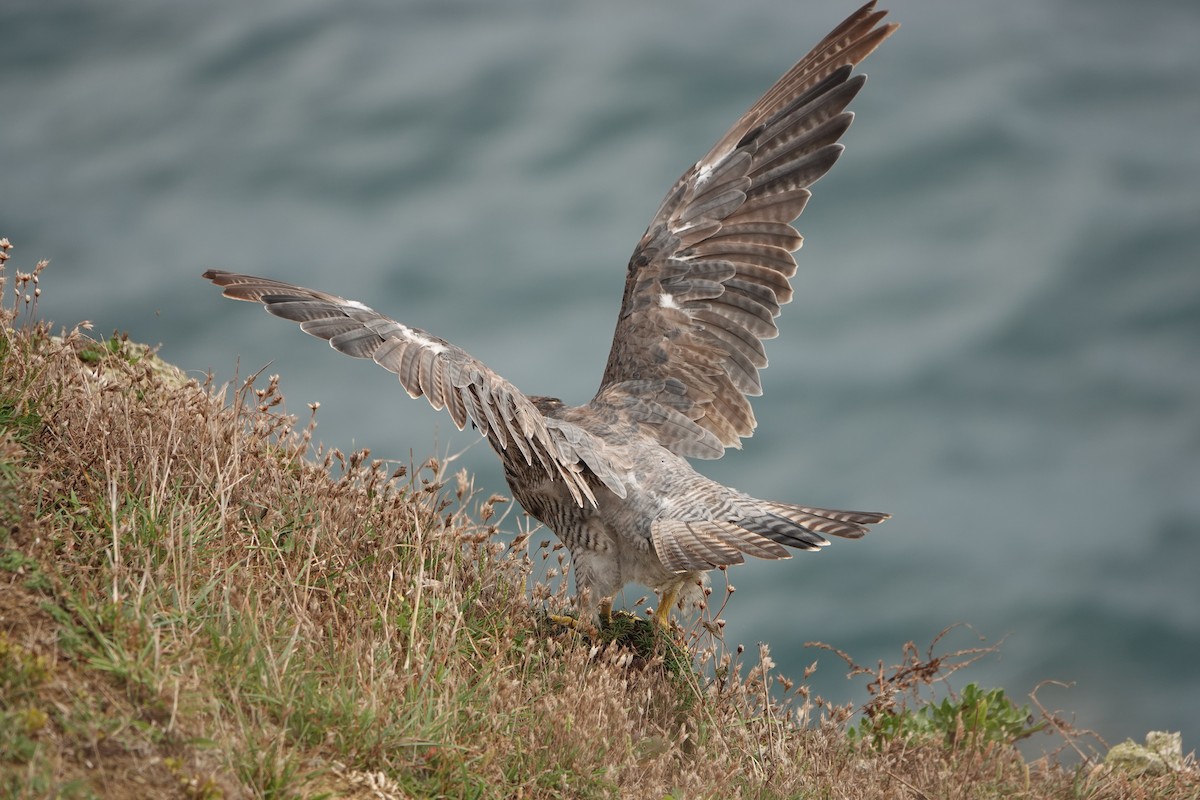 Peregrine Falcon - ML608678564