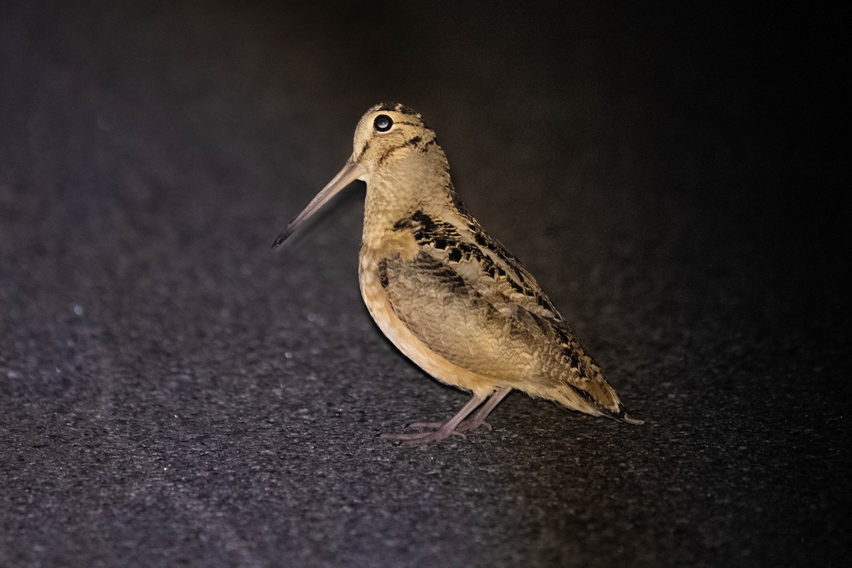 American Woodcock - ML608678623