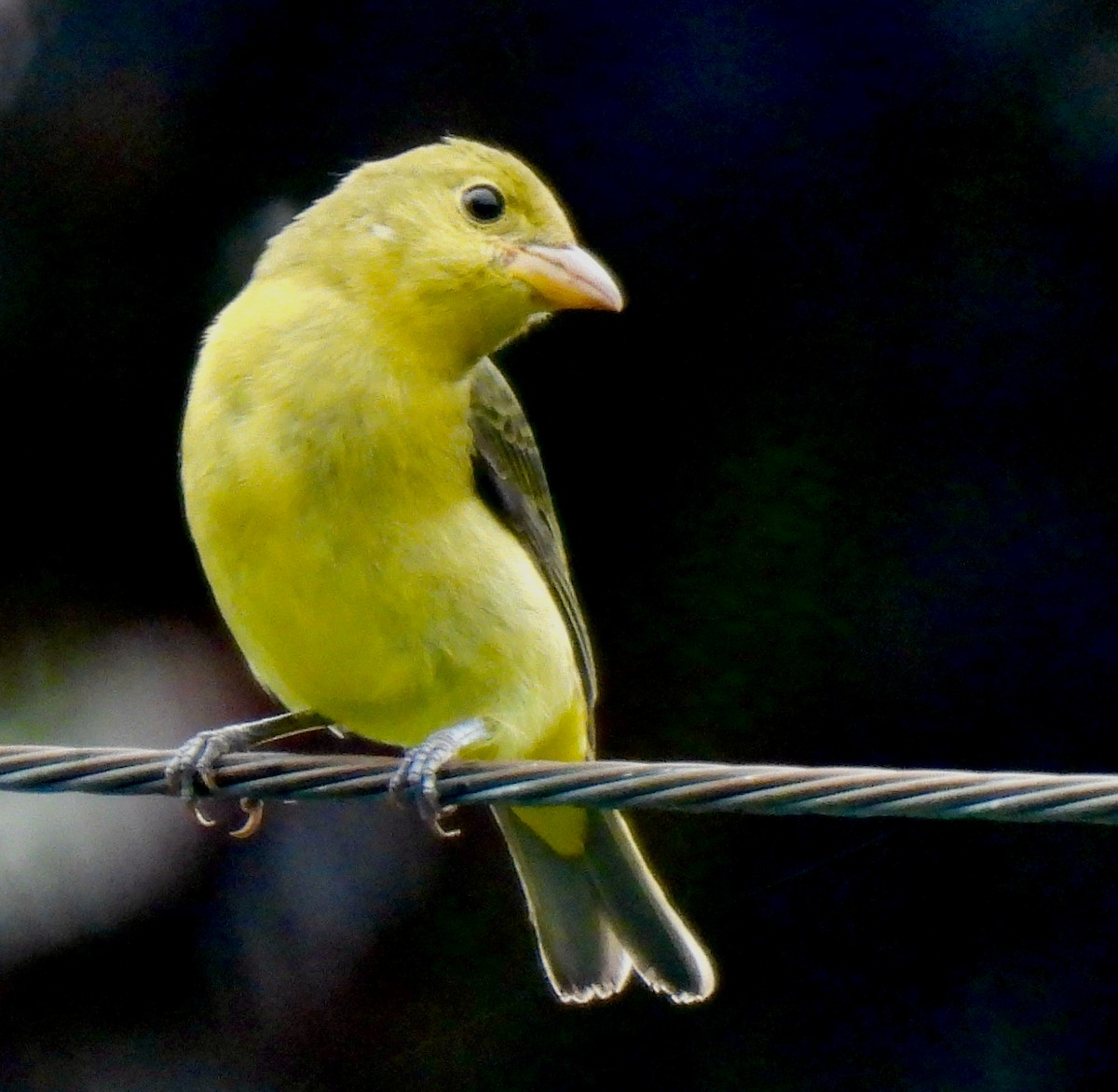 Scarlet Tanager - Lynne Harding