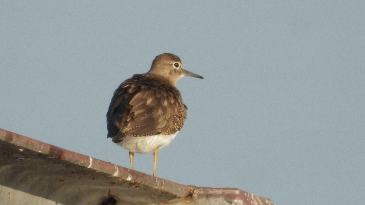 strandsnipe - ML608678656