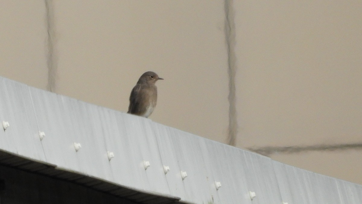 Black Redstart - ML608678775