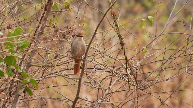 Rufous-tailed Palm-Thrush - ML608678821