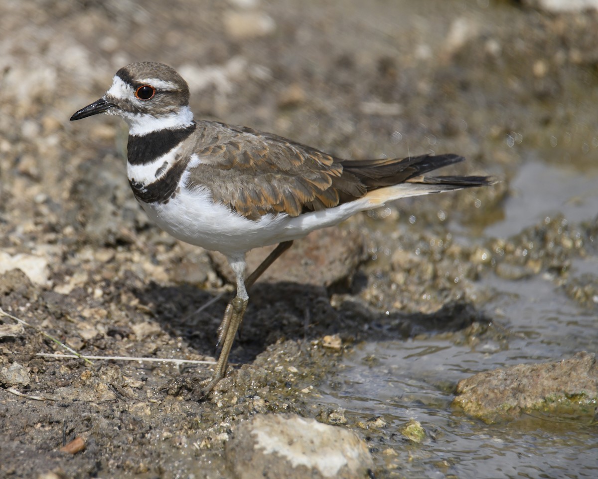 Killdeer - ML608678868